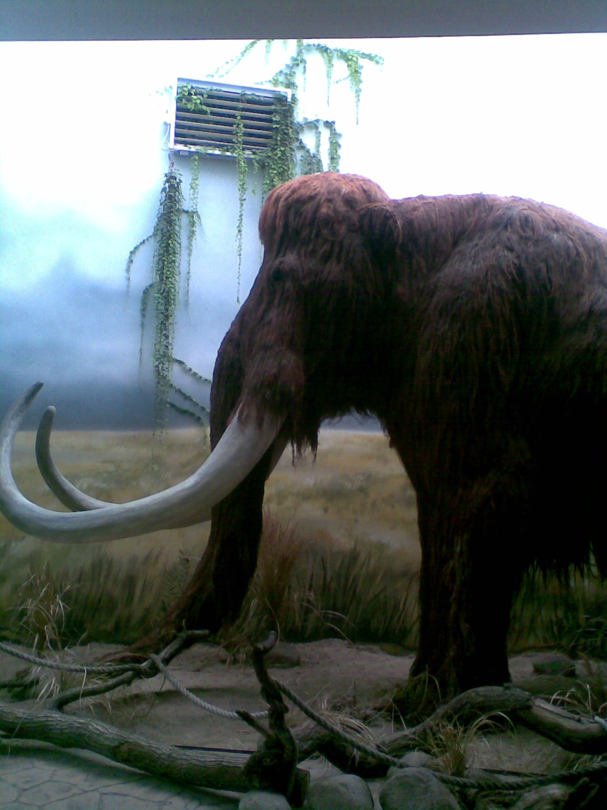 Mamut.jpg